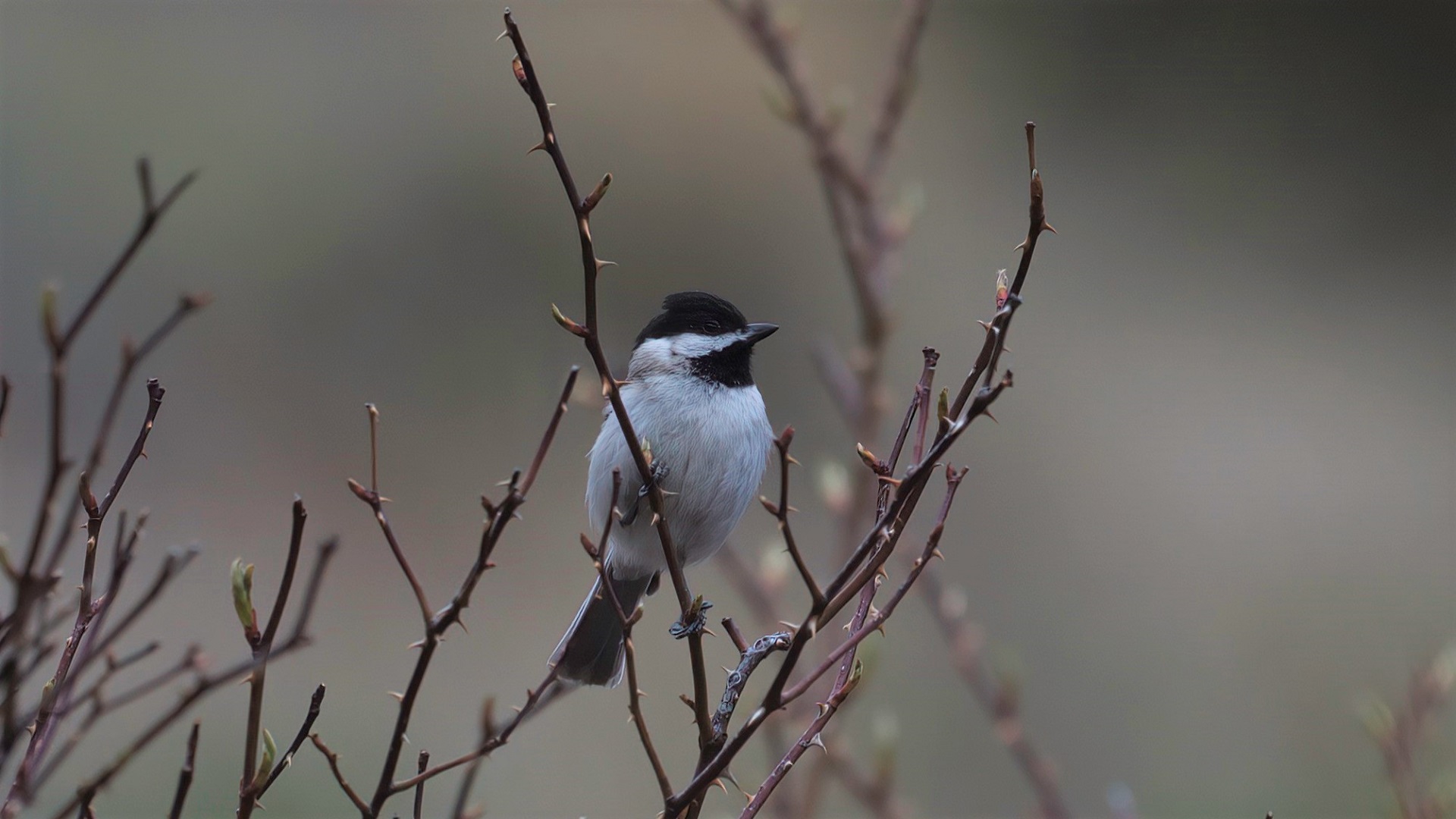 Sombre Tit